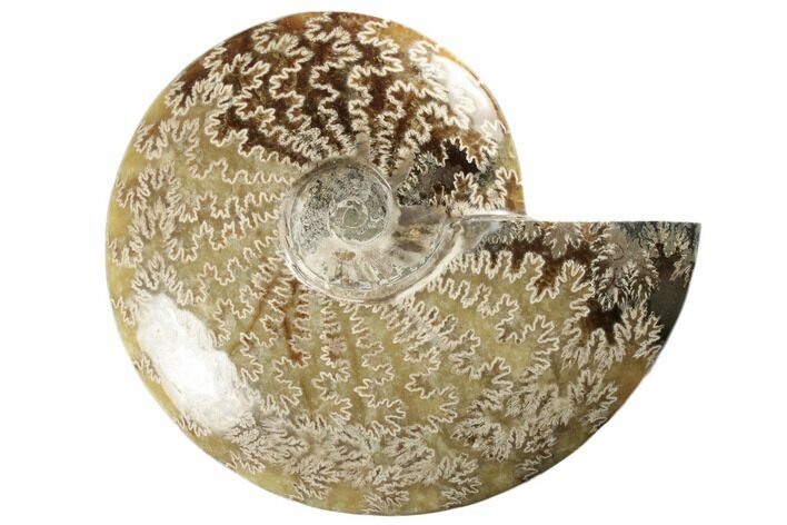 Polished Ammonite Fossil - Madagascar #191518
